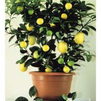 Лимон в домашних условиях