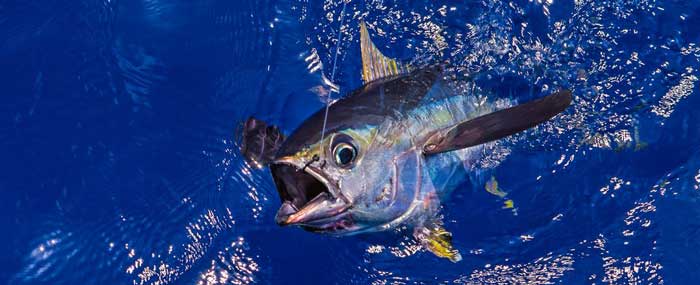 zakazat rybalku na tuna kipr