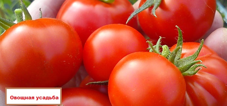 tomato latah