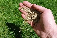 Советы по выбору газонной травы