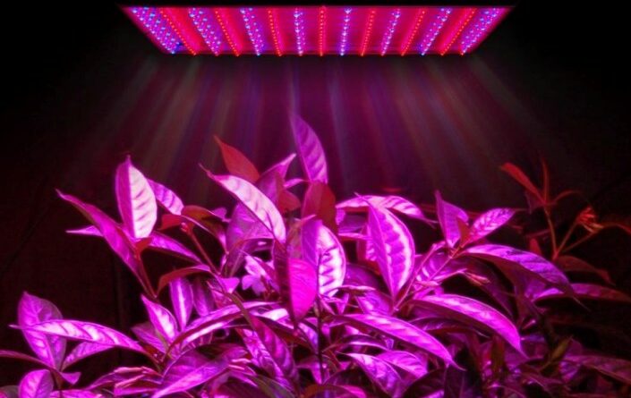 Можно ли использовать светодиодные лампы для растений?